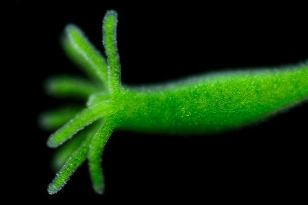 Http kraken onion